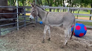 Yay these 2 need to become friends ❤️😊 Bella with Sebastian | Partnering Together to Save At Risk Donkeys in Texas - DD Donkeys