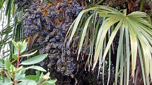 A kind of Jabuticaba plant with grape like fruits. It is is a fruit-bearing tree in the family Myrtaceae native to Minas Gerais and São Paulo states in southeastern Brazil.