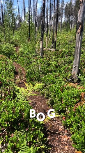 Understanding Bogs: A Critical Ecosystem for Climate Change Prevention