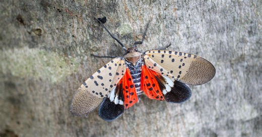 The spotted lanternflies are back in western Pennsylvania