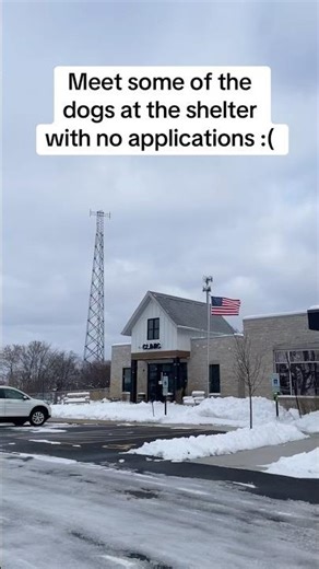 Shelter dogs with no apps