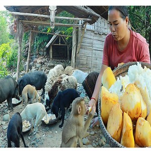survival in the rainforest-found head buffalo for cook with potatoes & give to pets HD | CHEF GIRL