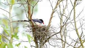 The Blue Magpie — usually referring to the Red-billed Blue Magpie (Urocissa erythroryncha) or closely related species like the Taiwan Blue Magpie. These stunning birds are known for their brilliant colors, high intelligence, and noisy personalities. The Blue Magpie has vivid blue wings and tail, with a black head, white nape, and a long, graduated tail that’s often longer than its body. The Red-billed Blue Magpie features a bright red-orange bill, legs, and eye-rings. Belongs to the corvid famil