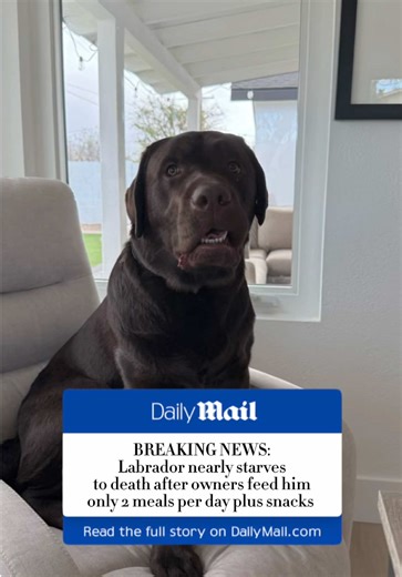 Brb reporting my mom and dad #labrador #chocolatelab #spoileddog #capcut #fyp