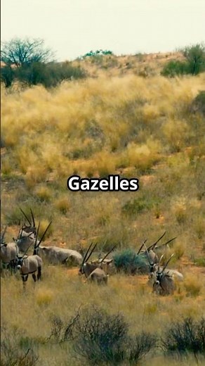 The Gazelle can sprint at 60mph and sustain steady pace of 30mph