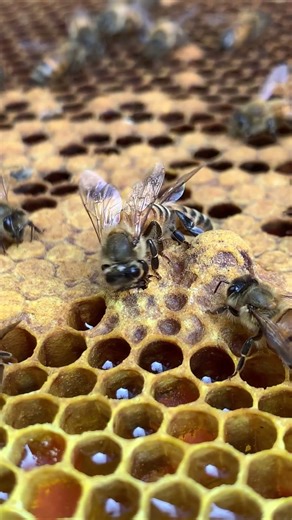Watch a Queen Bee Emerge in Real Time #honeybeesting #beekeeping #beefeater #savethebees #beekeeper