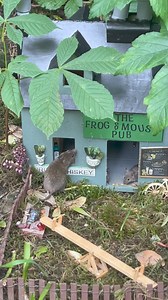 107K views · 6.6K reactions | Well I never a pub fight at the Frog & Mouse this afternoon and one mouse got thrown out | The Mouse family that live by the brambles | Facebook