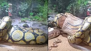 Horrible Video: अजगर ने निगल ली पूरी की पूरी गाय, देखकर लोगों के खड़े हो गए रोंगटे