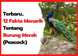 12 Fakta Menarik Tentang Burung Merak