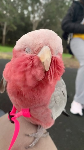 𝕁𝕒𝕟𝕖𝕥 𝕊𝕞𝕚𝕥𝕙 & ℝ𝕚𝕟𝕟𝕚𝕖 on Instagram: "Happy 4th Birthday to miss Rinnie who has been keeping it floofy since 2019. Hope you enjoy a little Hi Rinnie compilation ☺️ #rinthegalah #4years #baby #destiny #galahcockatoo #galah #happy #parrotsofinstagram #australia #pink #birb #love #featheredfriend #parrot #birdsofinstagram #cockatoo #foreverhome #videooftheday #galahsofinstagram #aussiebirds #floofyface"