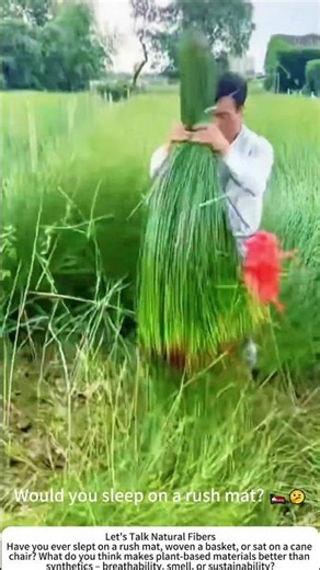 Harvesting Rushes for Mat Weaving – Traditional Craft Material 🌾👨‍🌾