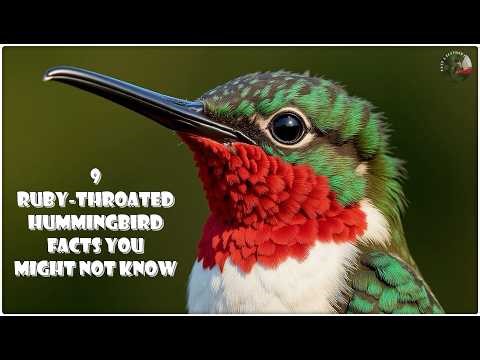 All 9 Ruby-throated Hummingbird Facts You Might Not Know (Horizontal)