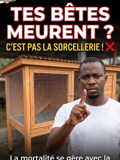 tes aulacodes meurent? c’est pas de la sorcellerie ! #aulacode #cotedivoire #aulacode
