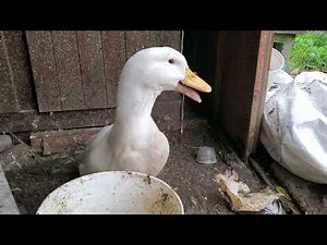 Pekin Duck Quacking