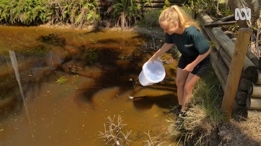 We are officially in cane toad season 🐸 To kick things off, we're bringing our Gardening Australia feature back to life! In this episode, we showcased how anyone can take action using Watergum's Cane Toad Tadpole Trap and Lure, a world-first way to break the breeding cycle before it begins. 🎥 Watch the clip below to see how the trap works, and stay tuned as we break it all down step-by-step in this mini-series! 👇 Leave any questions you have in the comments, we’ll answer them along the way. �