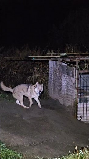 wolf mixed breed dog😱😱😱😱