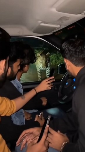 Four Delhi boys on a “nature drive” near a forest thought they were the next National Geographic team. They spotted a leopard sitting calmly by the roadside — glowing eyes, majestic fur — and instead of saying let’s go, one genius said, bro, slow down, let’s click a pic! Within seconds, the leopard turned, gave them that look — the “you’ve got three seconds to regret your decisions” look. One boy fumbled for his iPhone, another tried whispering “say cheese,” while the third suddenly remembered e