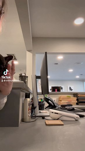 West KY Frenchies & Frenchtons on Instagram: "Bored at work with mom lol #frenchbulldog #frenchiesofinstagram #frenchiepuppy"