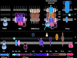 Bacterial Type 4 Secretion System – Gabriel Waksman (2018)