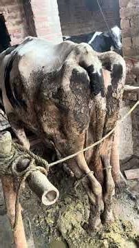 Vlog#2 Farm Life Diaries 🐄 | A Peaceful Day at Al-Haq Farms #viral #reelitfeelit #reels