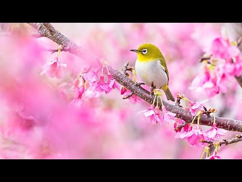 532Hz - Whole Body Regeneration | Healing Music, Sleep Music | Emotional & Physical Healing