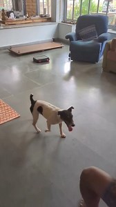 9.7K views · 101 reactions | Pairing the electronics . We are now in the learning pyramid and the ecollar is used in conjunction with the verbal on known behaviours. Using the Martin System chameleon 3b at level 2. Heart & Soul for the tool and with the tool. Nepopo Training . Check out Work Your Pack Productions series on ecollar guide to enhance your skills | K9 of Kashi | Facebook