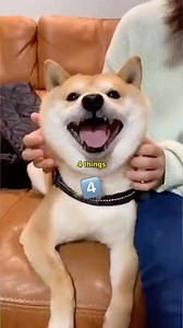 FACTS about Shiba Inu you can’t deny! 🐶 | Howlsyourday