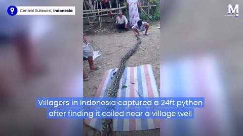 Residents capture massive 24ft python in Indonesia village