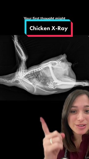 Unveiling a Chicken's Anatomy Through X-Ray Imaging