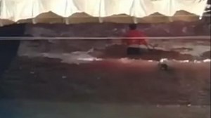 Dolphin slaughter turns the sea red with blood! (distressing video) - ProtoThema English