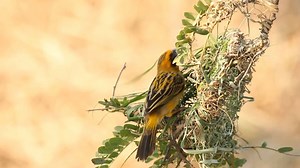 For the final episode in our Restoring Indian Ridge series, Director of Urban Ecology and Sustainability, Paul Kwiatkowski and ecologist, Brooks Mathewson speak about the wildlife on Indian Ridge Path, and what Mount Auburn is doing to protect it. The habitat restoration project, currently ongoing on the ridge, aims to remedy the problem of invasive species, add new and interesting plants to our collection, and provide a native habitat for wildlife. Learn how to support the project here: https:/