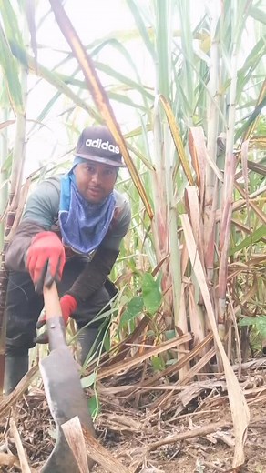 Cutting Sugarcane: Manual Labor in Agriculture