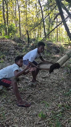 Waw in this bamboo chick hole is funny funny #nature #shortvideo #amazing