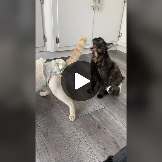 Adorable Cats in Diapers Compilation