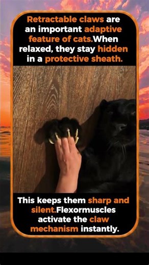 The Secret Weapon Behind A Cat’s Claws