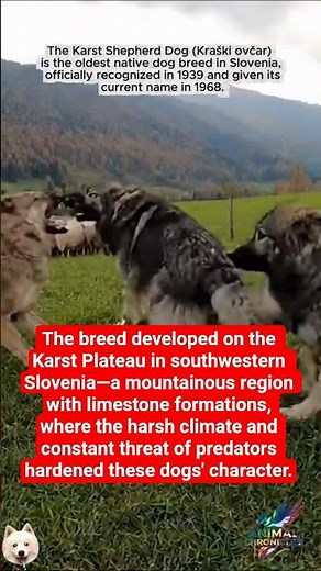 Karst Shepherd: An ancient guardian of the Slovenian Karst #dog #dogs #animals #guardiandog #nature