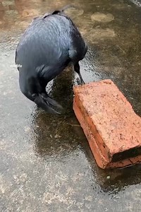 So cute 🖤💝 #raven #raven #raven | Crow Family