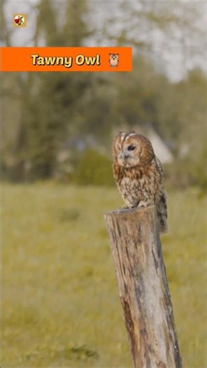 Tawny Owl Sounds (Taking Flight with Graceful Calls)