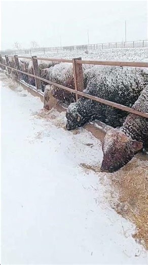 Winter Resilience: Cattle Feeding During a Heavy Snowstorm