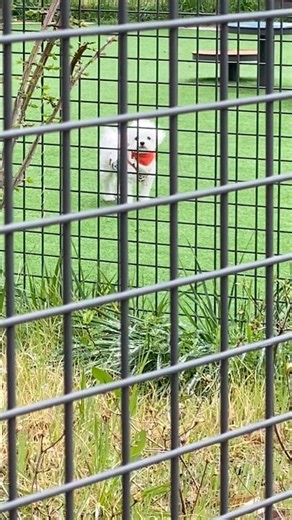 생긴 건 키노피온데 철창살에 갇힌 피치 공주