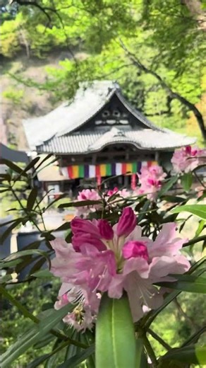 奈良県 岡寺 2025.4.18