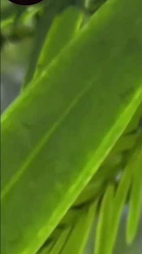 stomata under microscope opening and closing of stomata #stomata #biology #anatomy #neet