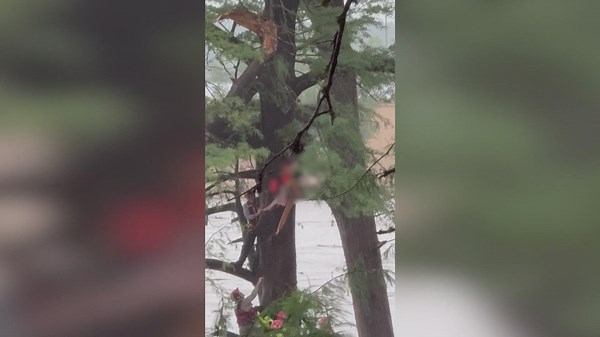 Video shows woman stuck in tree after treading floodwaters for 20 miles across Texas