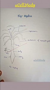 hydra structure//#ytshorts #biology #hydra #study #studyhard #studymaterial #viral