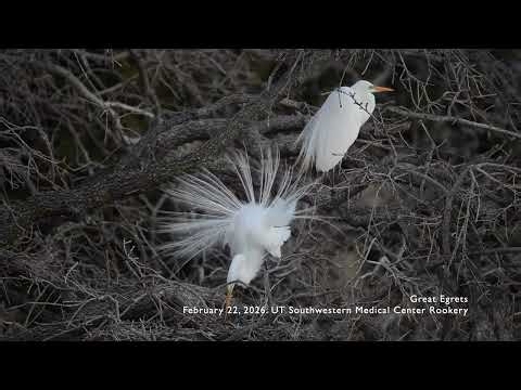 Relaxing Nature Video: Great Egret