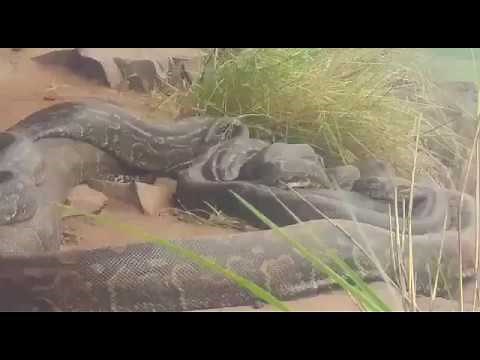Southern African Pythons mating - South Africa