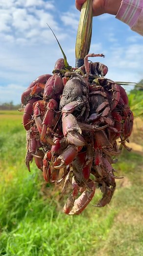 Mud Lobster Mukbang: Enjoying Filipino Delicacies