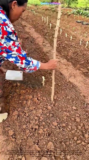 Planting Manioc: A Farmer's Simple Yet Effective Technique