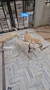 15K views · 6.8K reactions | Kaalu Mama Ka Jump  . . . . . . . !! Adopt Animals  Not Buy !! !! Save Animal Save Nature !! !! Animals Need People !! . . . . . . . #dogfamily #doglife #streetdog #labrador #doglover #reels | Praveen Vaishnav | Facebook