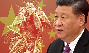 Locust swarm: China launches huge fightback against 'biblical' plague